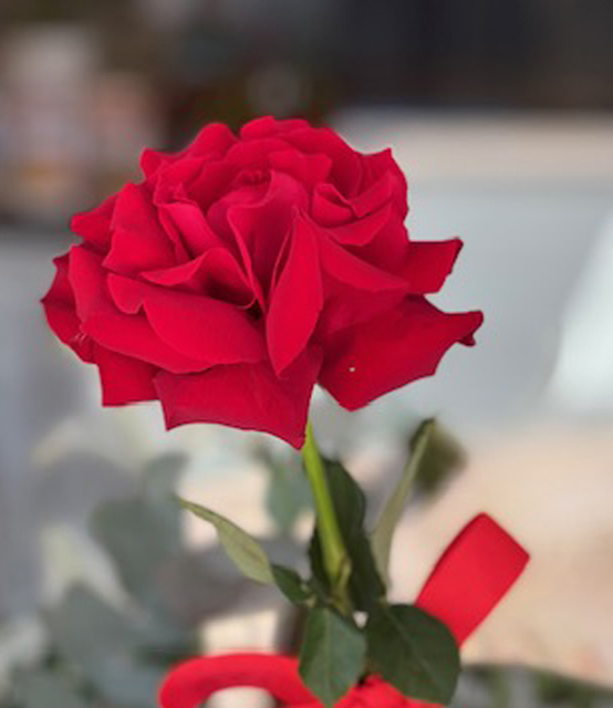 Single Rose